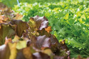 Two of the seven varieties of lettuce that find their way into BrightFarms' Spring Mix and Asian Mix products. (Photo by Bud Glick)