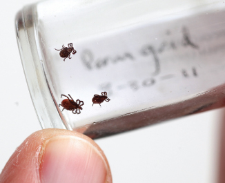 Black-legged tick populations are regularly monitored on the grounds of the Louis Calder Center Biological Field Station.  Photo by Bruce Gilbert