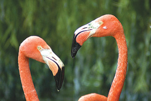 A pair of American Flamingos