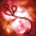 The Ebola virus, as seen under a microscope