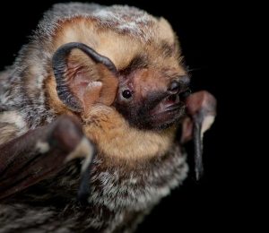 A hoary bat, one of three bats found to be active in NYC during the winter. Photo by Daniel Neal
