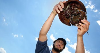 Fordham student Adam Aly holds a horsehoe crab up in the air.