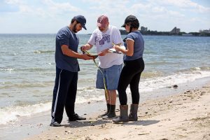 Adam Aly, Mark Botton and Karine Khoder measure a horseshoe crab at Plumb Beach