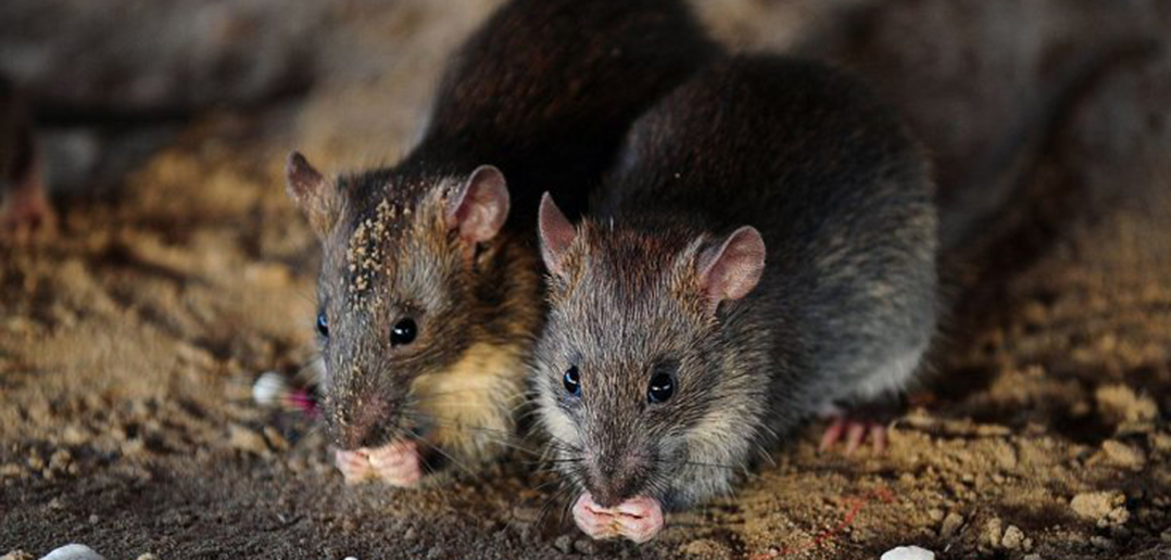 Study Reveals Common Threads in Urban Rat Evolution