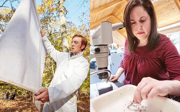Richard Rizzitello (left) checks a white cloth after dragging the ground for ticks; Marly Katz (right) examines ticks at the microscope in the vector ecology lab