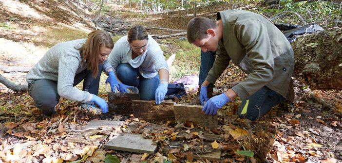 Elle Barnes, Erin Carter and Dan Khienenson lift up boards to find red salamanders on the grounds of the Calder Center