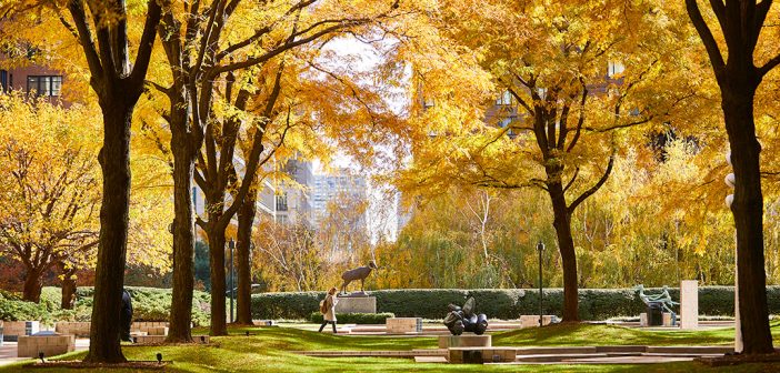 Golden trees arch over the Lincoln Center plaza in the fall.