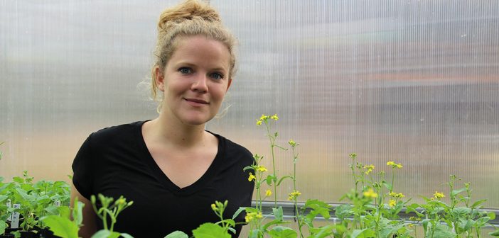 Elena Hamann surrounded by field mustard plants in the greenhouse at the Louis Calder Center