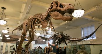 A Fordham tour group looks at the T-Rex skeleton at the American Museum of Natural History.