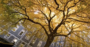 A tree with golden yellow leaves in front a building