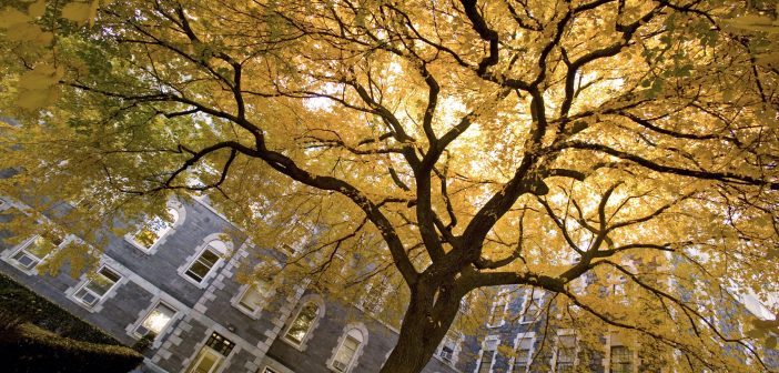 A tree with golden yellow leaves in front a building
