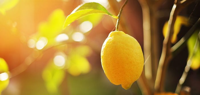 A ripe lemon hands on a tree branch in sunshine