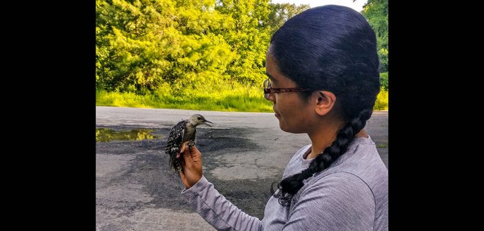 Medha Pandey holds a red-bellied woodpecker