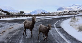 Two bighorn sheep, a lamb and ewe, trot across US Highway 14-16-20 leading from Cody, Wyoming, to Yellowstone National Park.