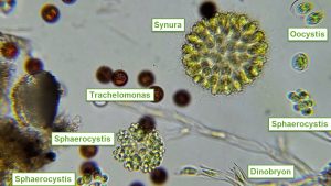 Video caputure of cyanobacteria 