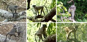 Anthropology Professor Discovers Possible Hybrid Monkey