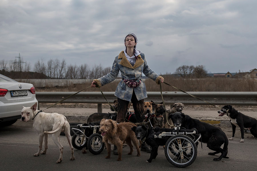 A woman with her chin up and hair blowing holds the leashes of several dogs, some of whom are in wheelchairs