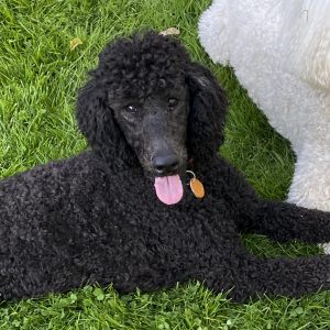 A black poodle lays on grass and sticks its tongue out.