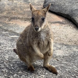 A marsupial stands on a rock.