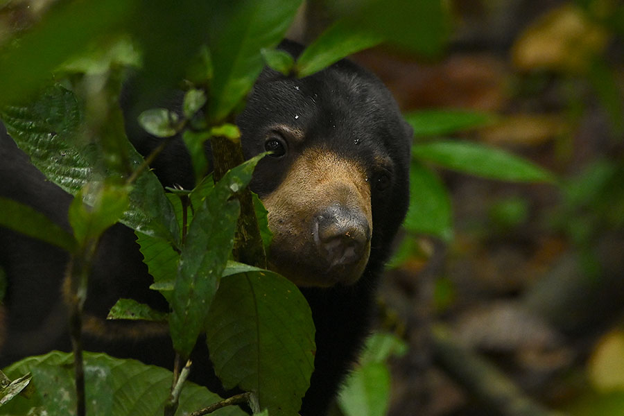 A Bornean sun bear peeks out from behind foliage on Borneo