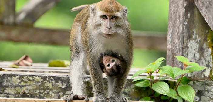 A long-tailed macaque with one of her young holding on to her belly, upside down, in Malaysian Borneo