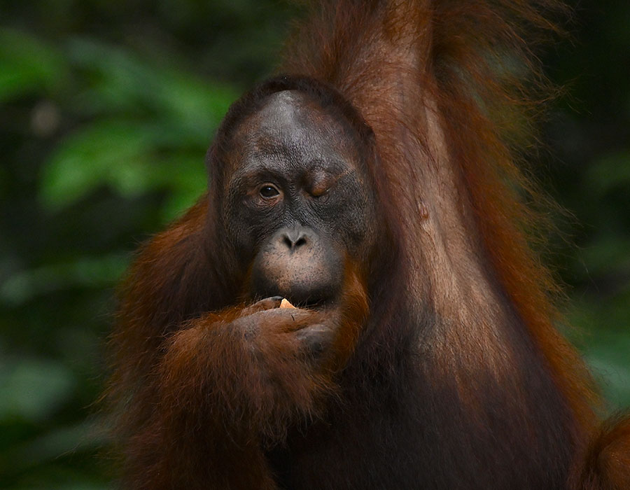 An orangutan, with one eye open and one closed, in Borneo