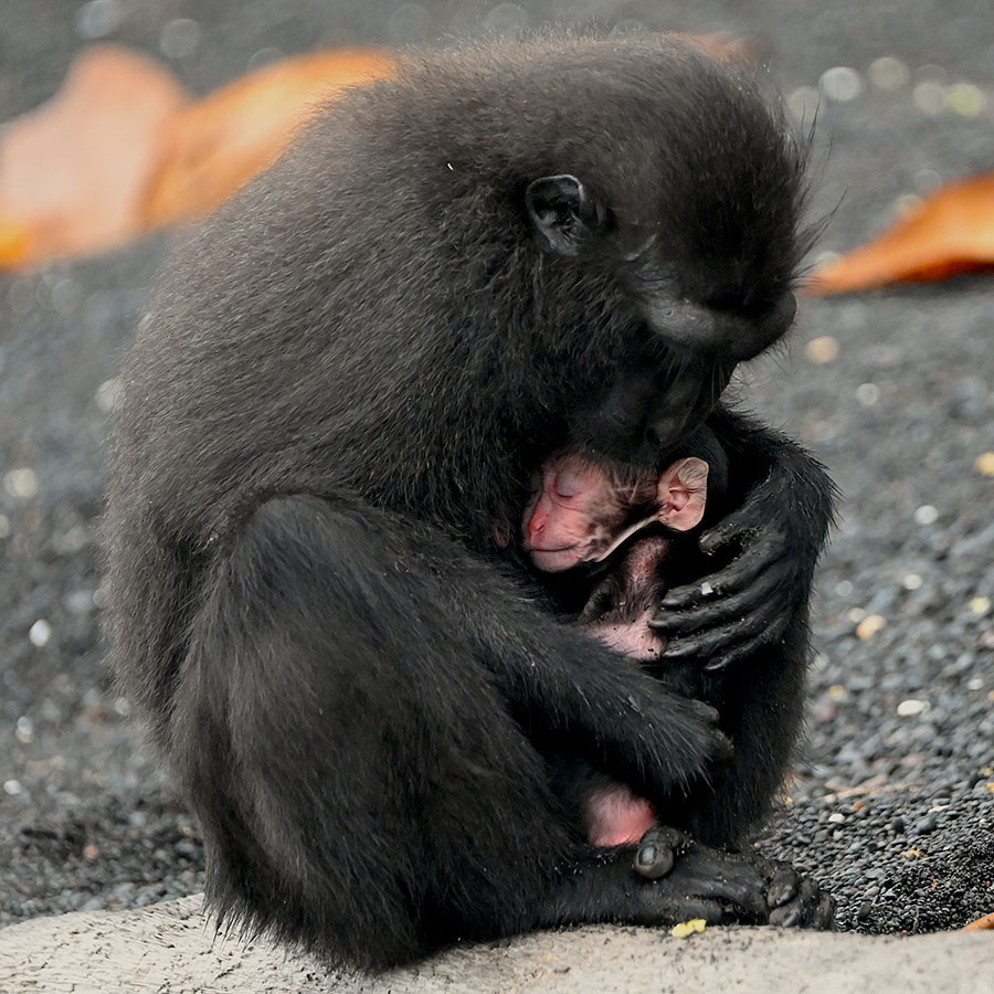 A black crested macaque and baby on Sulawesi