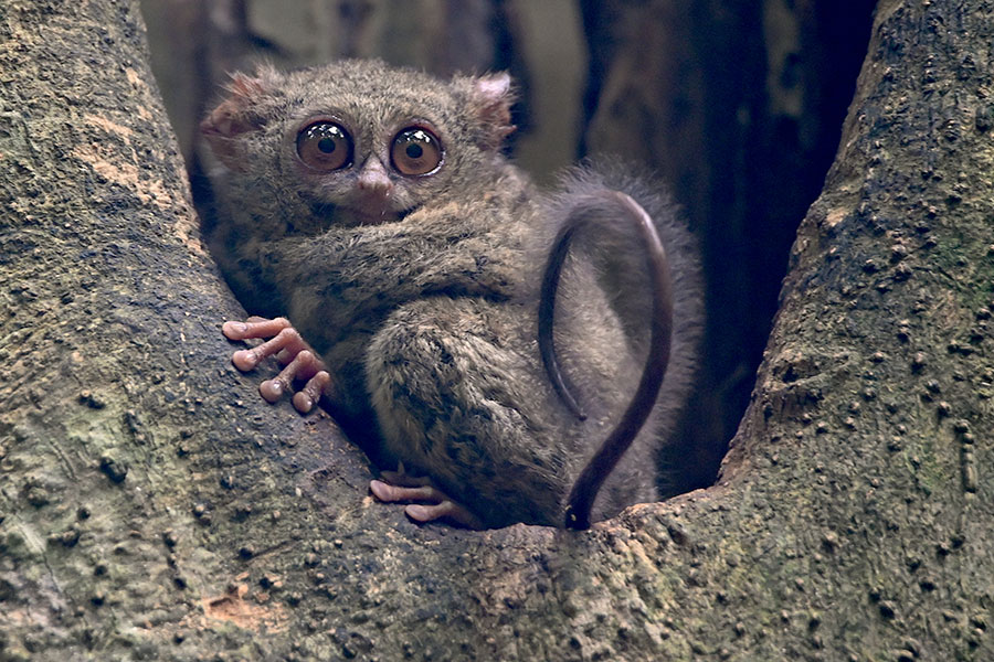 A tarsier in a tree on Sulawesi