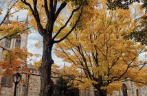 The University Church surrounded by trees with autumn yellow leaves