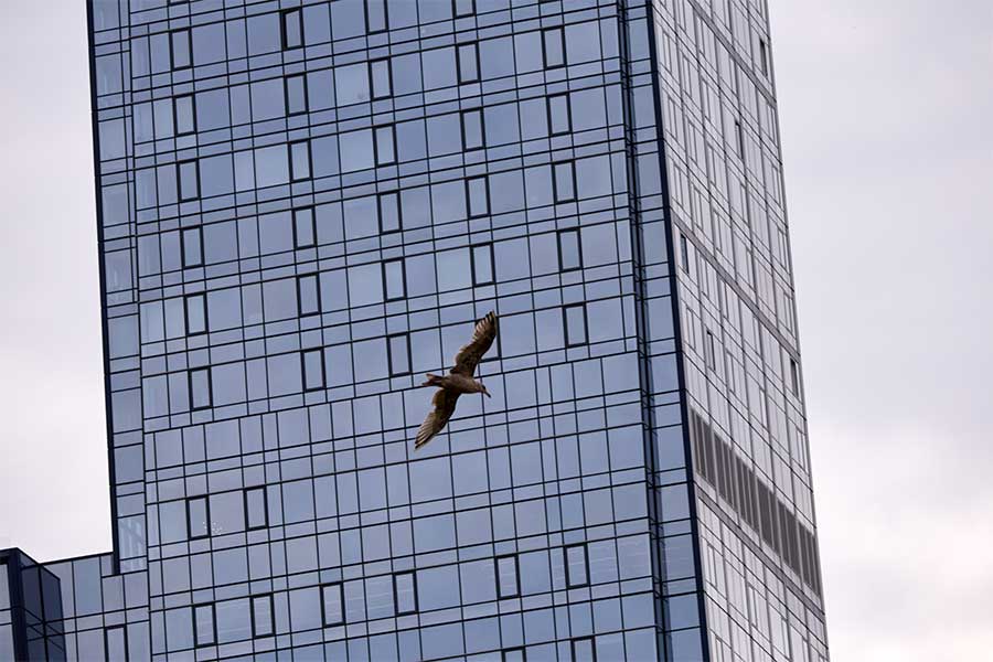 A gull flying over the Javits Center with a high-rise building in the background
