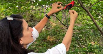Carolyn Monastra hanging a bird cutout in a tree for the DIvergence of Birds photo project.
