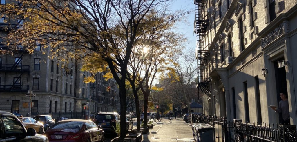 Trees on NYC street
